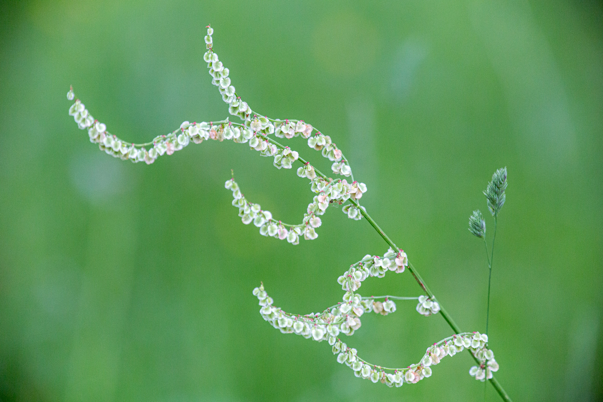 20130525072229 RD 28035